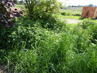 P1040397ier ist eine schwarze Johannisbeere versteckt.JPG