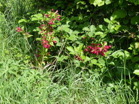 P1040398Weigelie.JPG