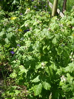 P1040399Himbeere.JPG