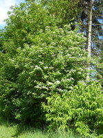 P1040400Wildhecke unteres Ende.JPG
