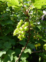 P1040402rote Johannisbeere.JPG