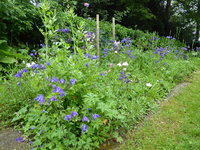 P1040416Blumenkannte.JPG