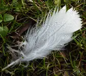 030.webp