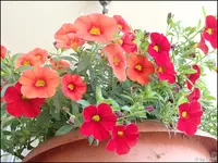 c017.webp