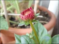 c023.webp