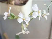 c026.webp