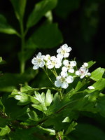 P1040287Weißdorn.JPG