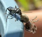 ameisenspinne.webp