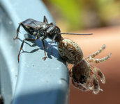 ameisenspinne.jpg