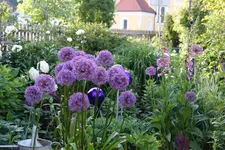 Mai     2724.webp
