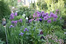 Mai     2824.webp