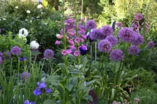 Mai     3024.webp
