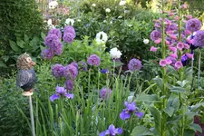 Mai     3224.webp