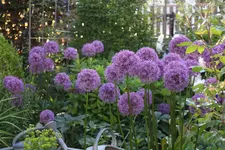 Mai     3424.webp