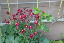 Mai     4024.webp