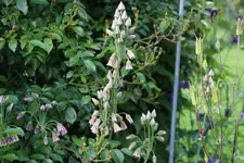 Mai     4224.webp
