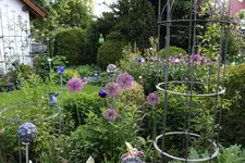 Mai     4424.webp
