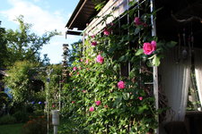 Rose Hl.Elisabeth   1824.JPG