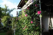 Rose Hl.Elisabeth   1824.webp