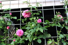 Rose Hl.Elisabeth   1924.JPG