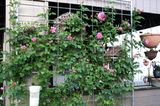 Rose Hl.Elisabeth   2024.JPG