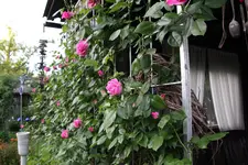 Rose Hl.Elisabeth   2124.webp