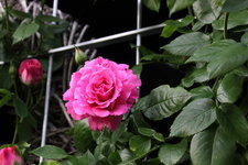 Rose Hl.Elisabeth   2224.JPG