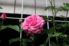 Rose Hl.Elisabeth   2324.webp
