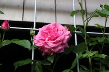Rose Hl.Elisabeth   2324.JPG