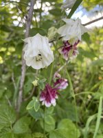 IMG_3725.jpeg
