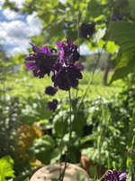 IMG_3724.jpeg