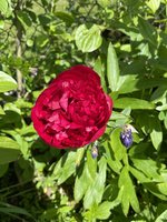IMG_3716.jpeg