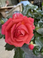 IMG_3689.jpeg