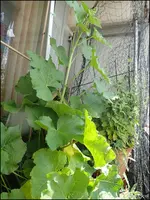 c033.webp