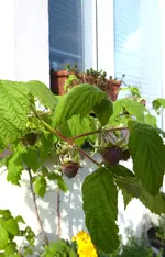 001.webp