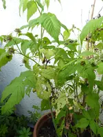 003.webp