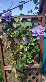 Clematis blau 1.1.webp
