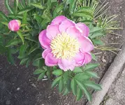 Pfingstrose 2.webp