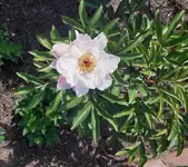 Pfingstrose 3.webp