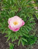 Pfingstrose.webp