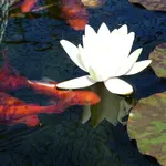 001.webp