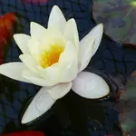 002.webp
