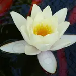 003.webp