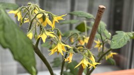 IMG_0071.jpeg