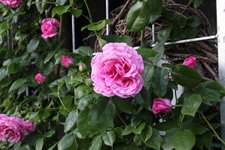 Rose Hl.Elisabeth   2424.JPG