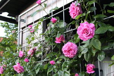Rose Hl.Elisabeth   2524.JPG