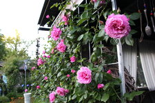 Rose Hl.Elisabeth   2624.JPG