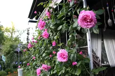 Rose Hl.Elisabeth   2624.webp