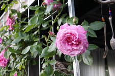 Rose Hl.Elisabeth   2724.JPG