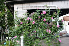 Rose Hl.Elisabeth   2824.JPG